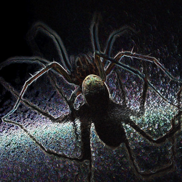 trapantella