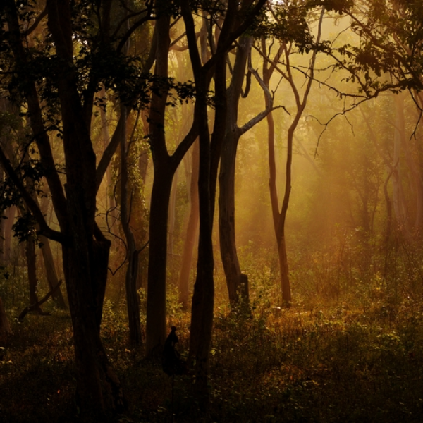 Forest 13