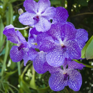Orchid