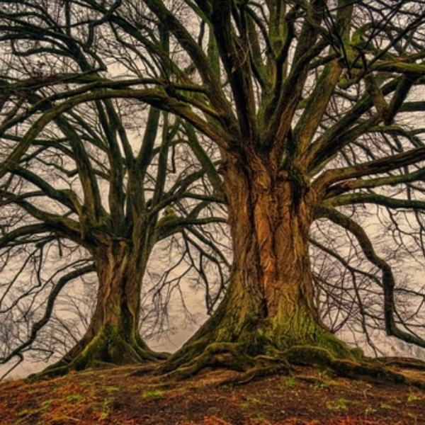 uprooted