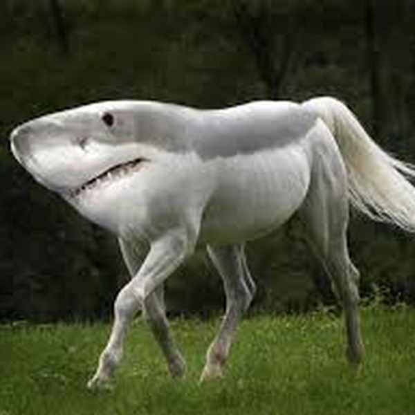 oh mighty wompus