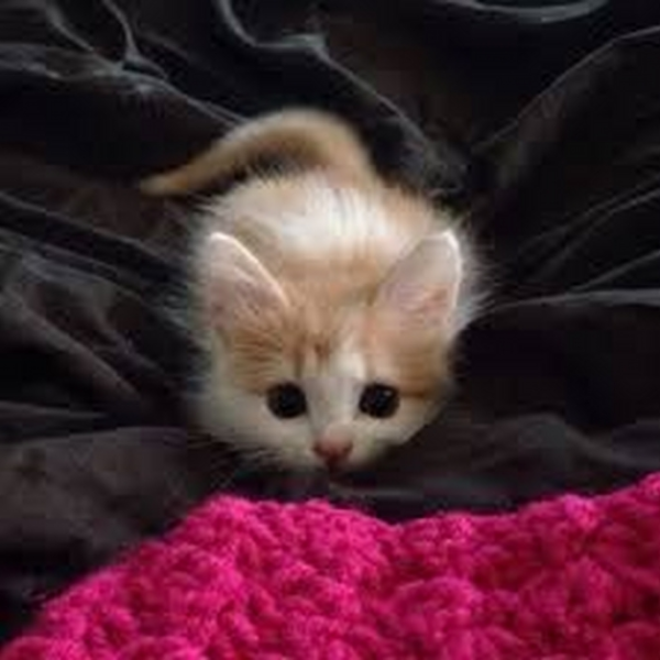 kitten hiphop
