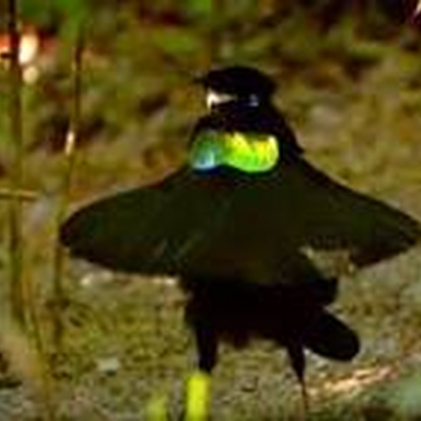 Birdcore thingy!?