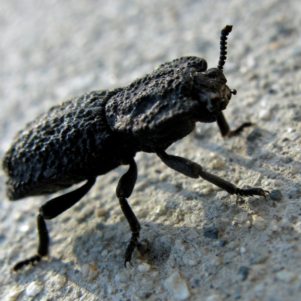 Diabolical Ironclad Beetle