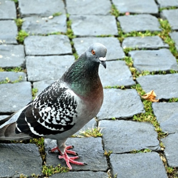 PEC Surveillance Pigeon