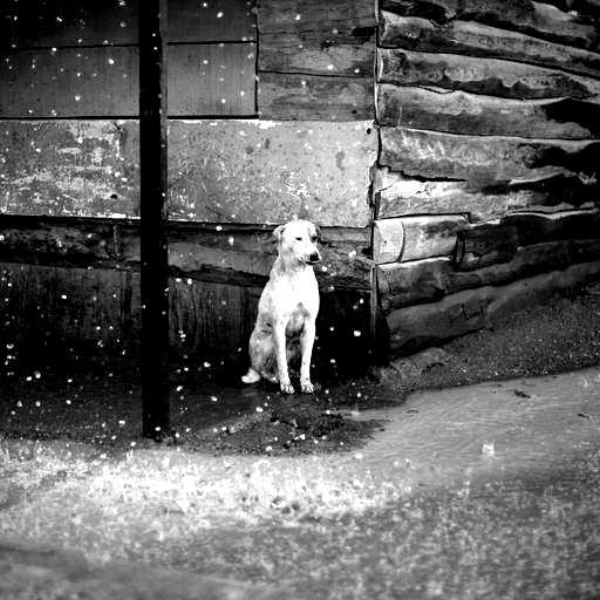 A Dog's Life