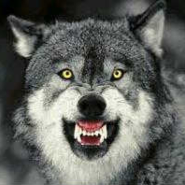a wolf attackkk