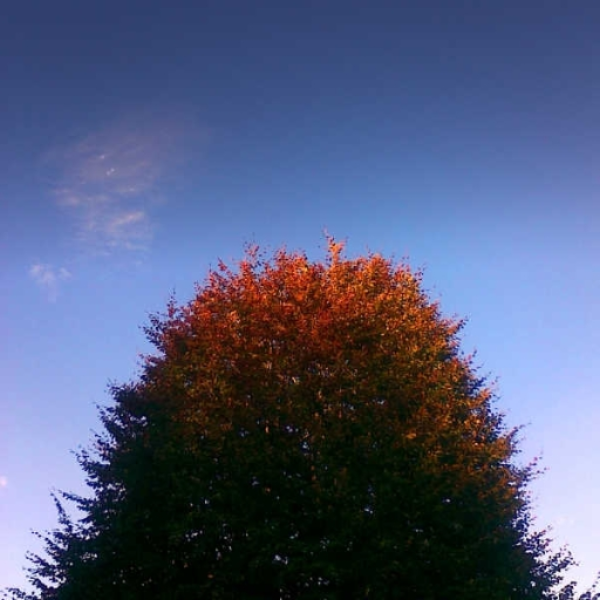 Above the tree