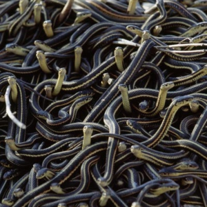 Acid Snakes