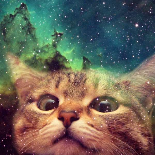 Adventurous Space Kitten