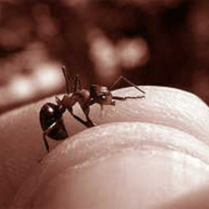 ants got no love