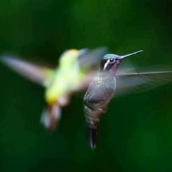 All a Flutter