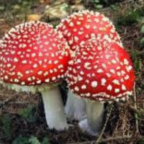 Amanita Phalloides