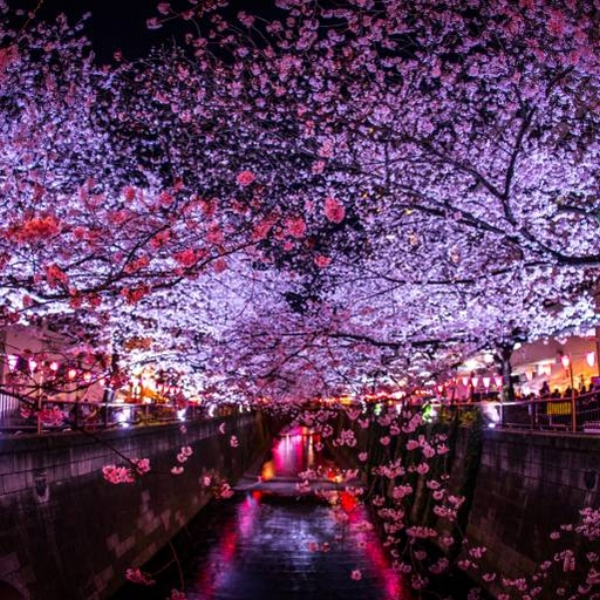 Sakura Love