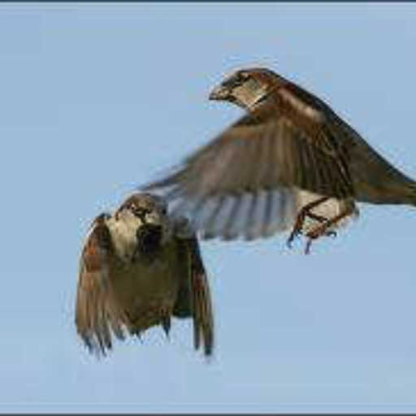 angry Birds