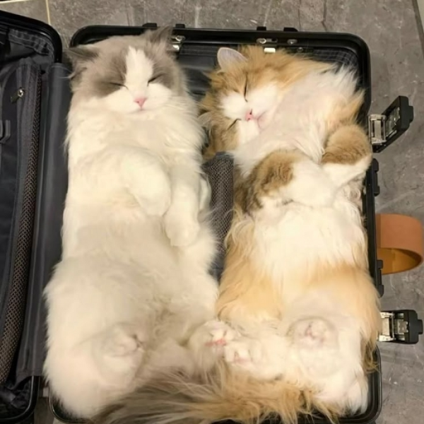 bon;kloo (flight edt)