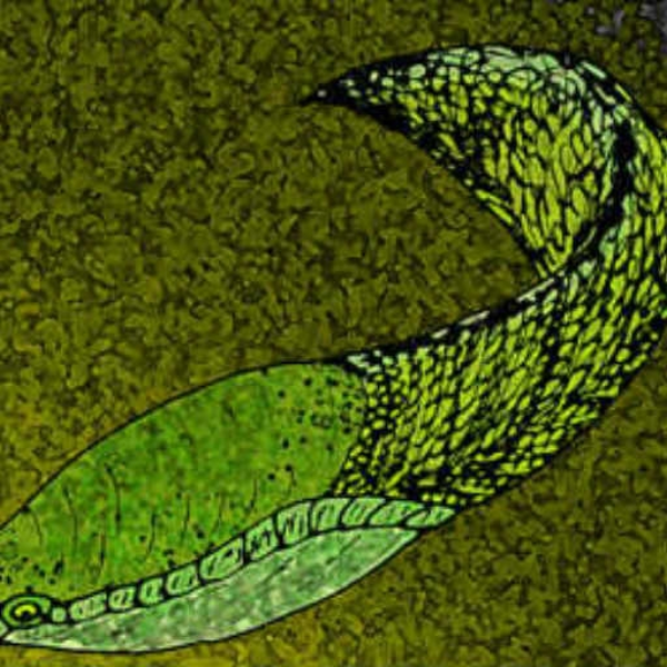 Arandaspis