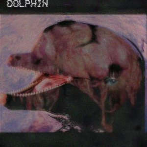 DOLPHIN RIDDIM (10 follows in a week)