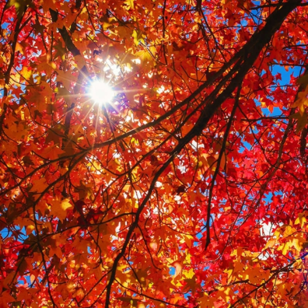 Autumn