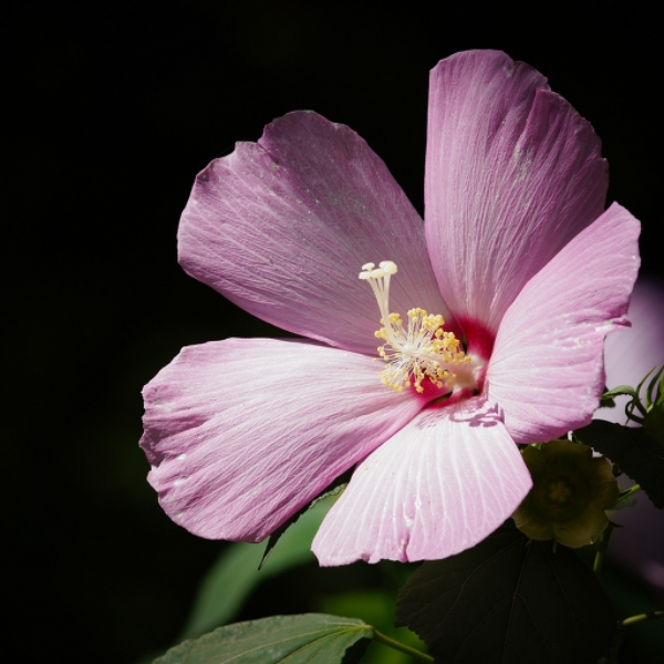 vain