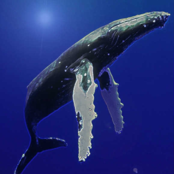 Baby Got Humpback.....