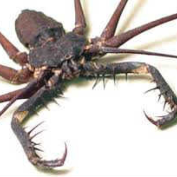 Barking Tree Spiders