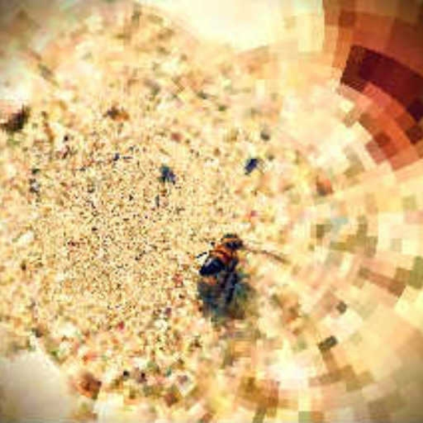 Beach Bee