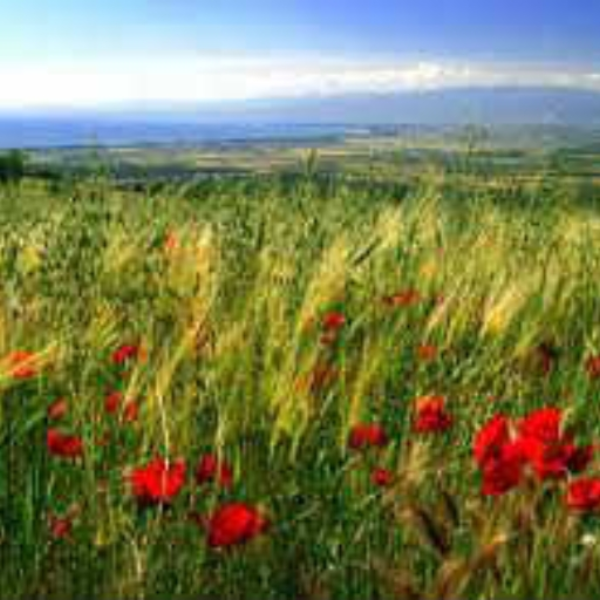 Behind Every Cornfiled There Is Divine, There is Van Gogh