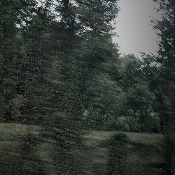 from . the forest