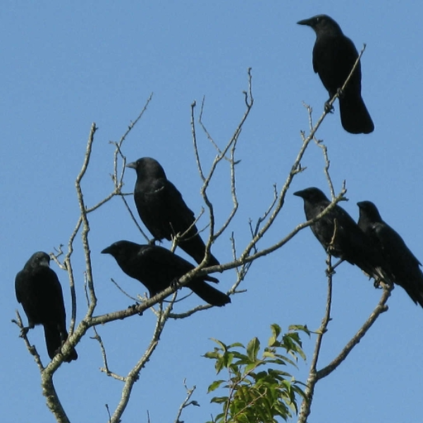 bird party
