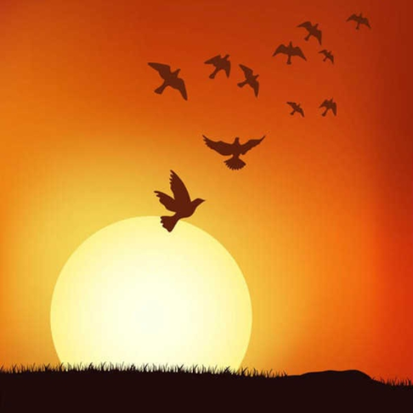 Birds