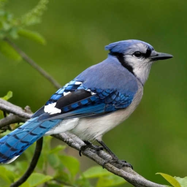 Birdsong (Original First Draft)