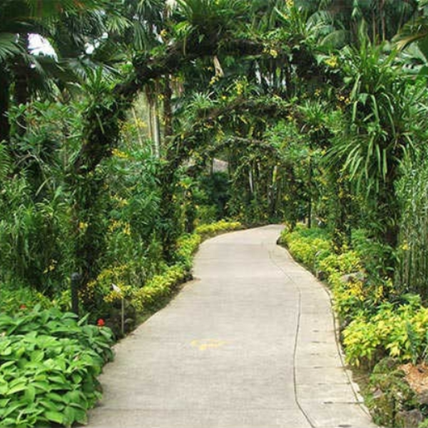Birdwatching In a San Salvadorian Garden