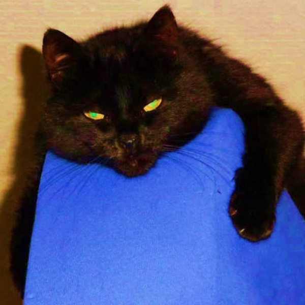Black Cats