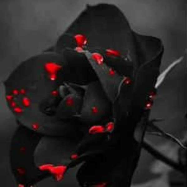 black rose
