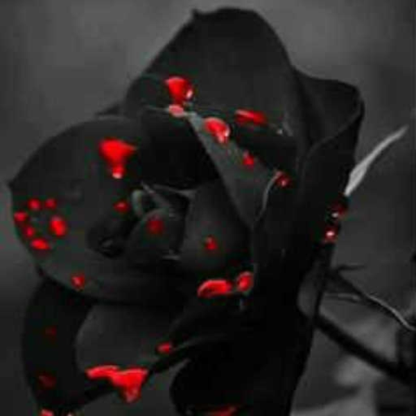 black rose  2