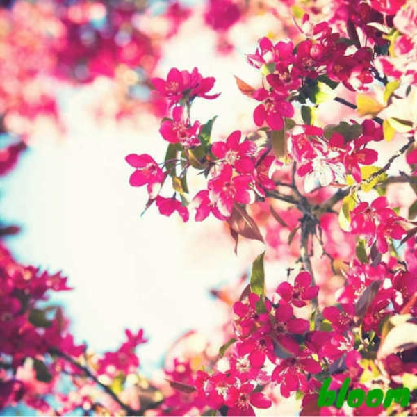 bloom