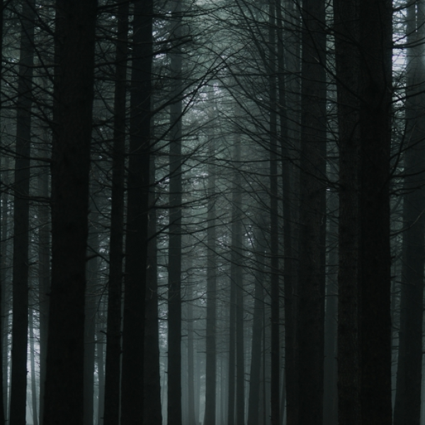 Forest 24