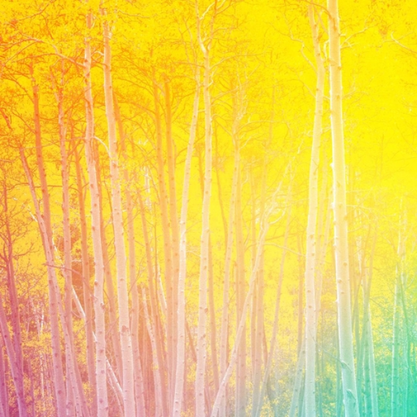 Amidst Amber Echoes