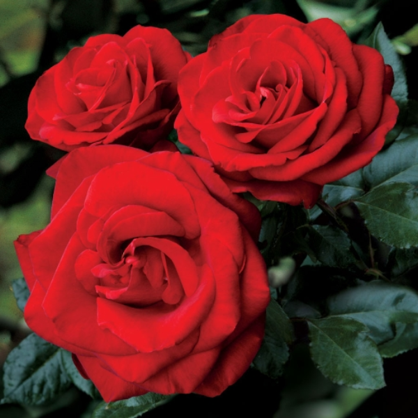 Roses
