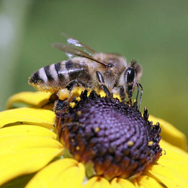 Busy Bee