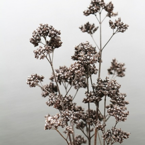 Wilting Flowers