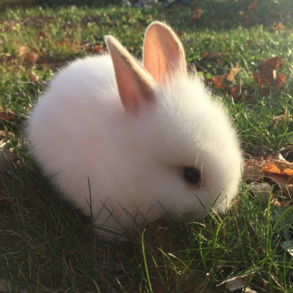 bunnycafe (demo)