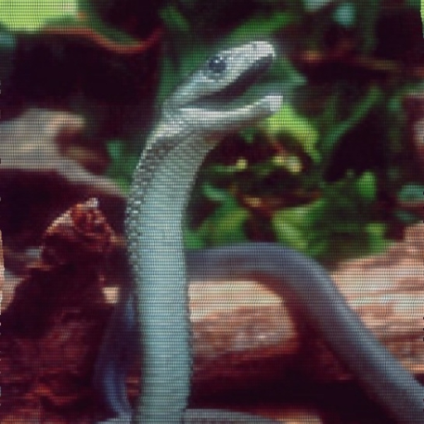 black mambo