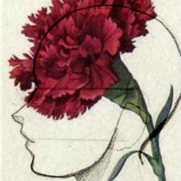 Carnation
