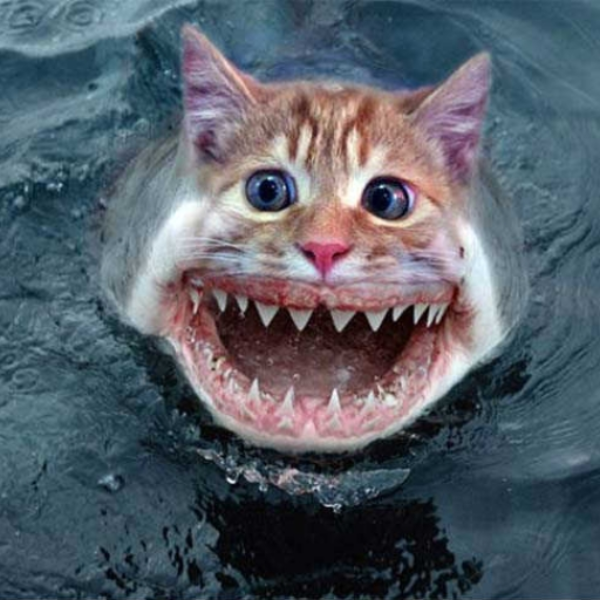 Cat attack