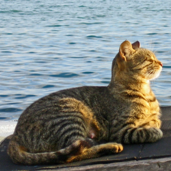 Cats Dead