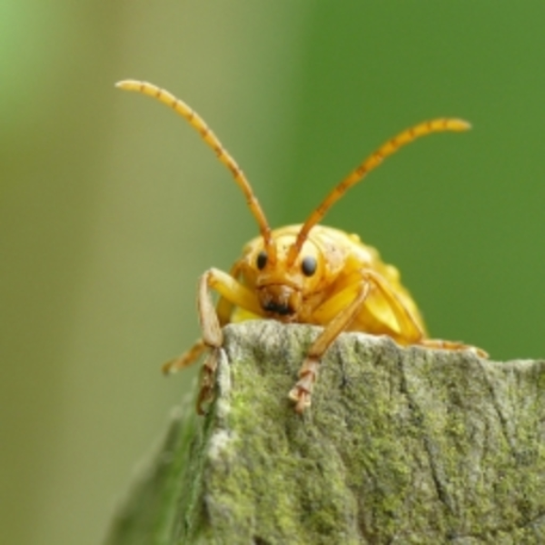 Bugs