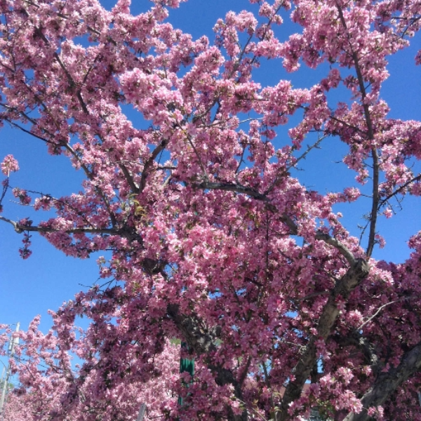 Cherry