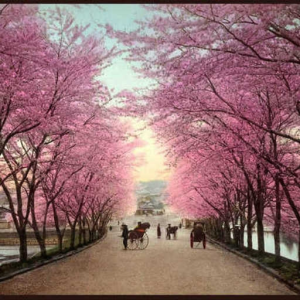 Cherry Blossom Road